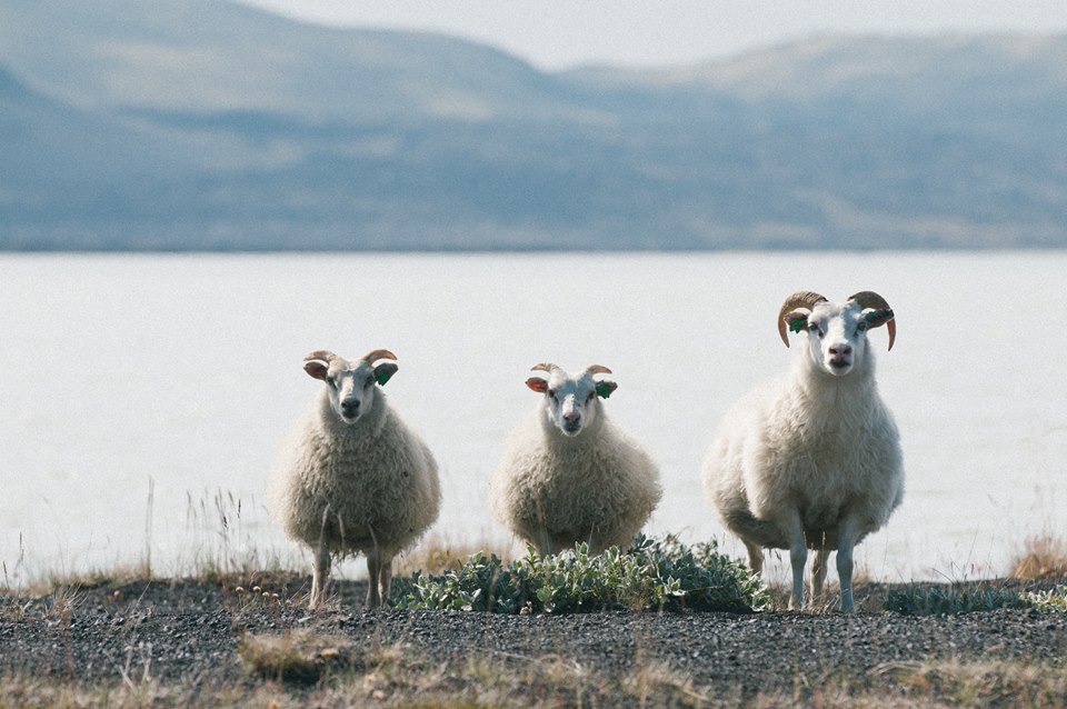 Photo of a flock of sheep in Iceland by Rose Ho 